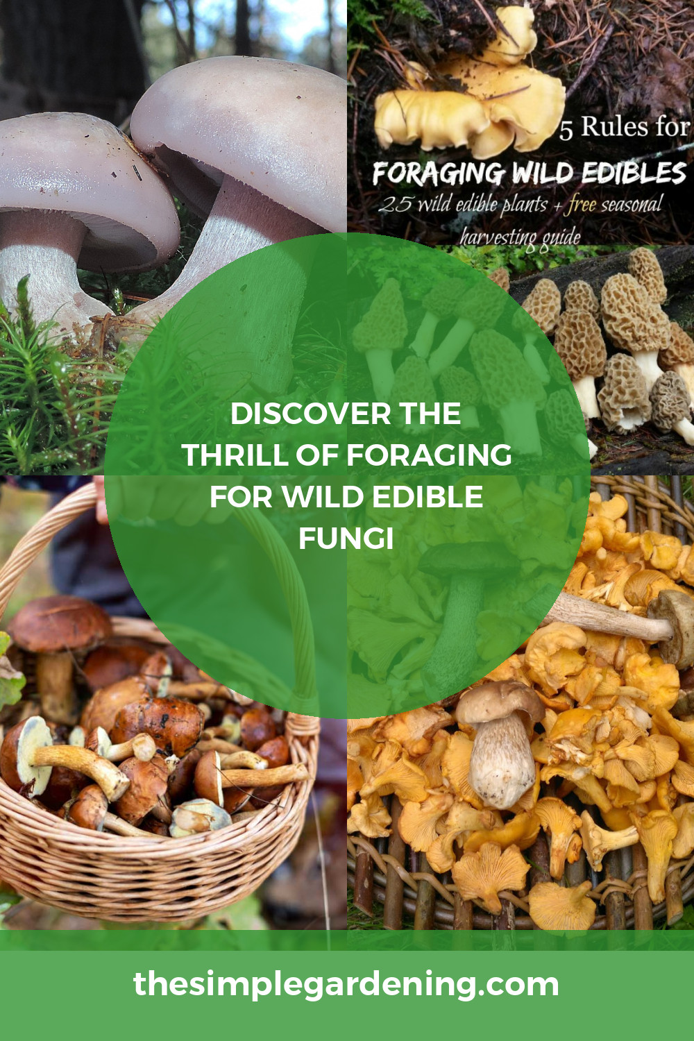 Discover the Thrill of Foraging for Wild Edible Fungi